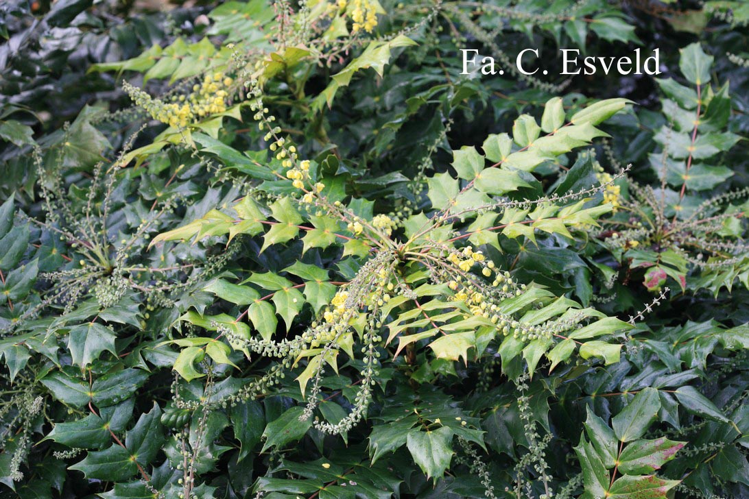 Mahonia japonica
