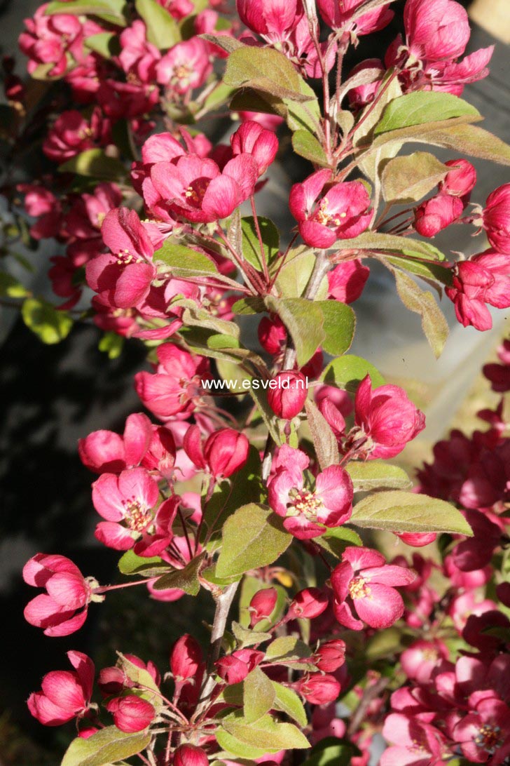 Malus 'Indian Magic'