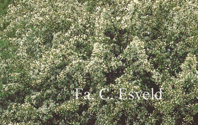 Malus baccata mandshurica