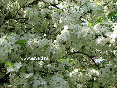 Malus toringo sargentii