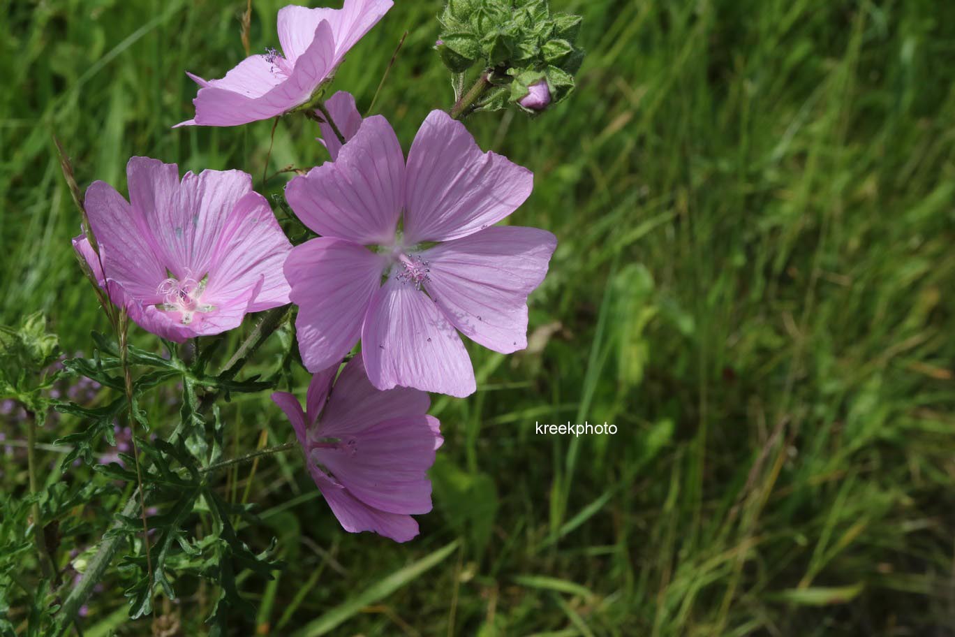 Malva moschata