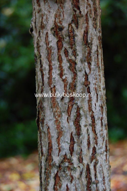 Meliosma veitchiorum