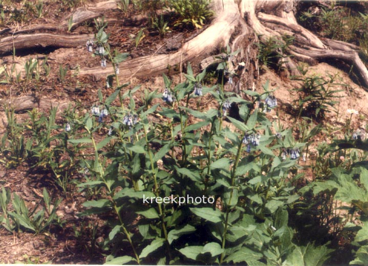 Mertensia ciliata