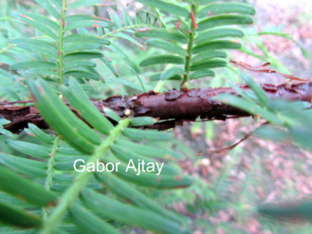 Metasequoia glyptostroboides 'All Bronze'