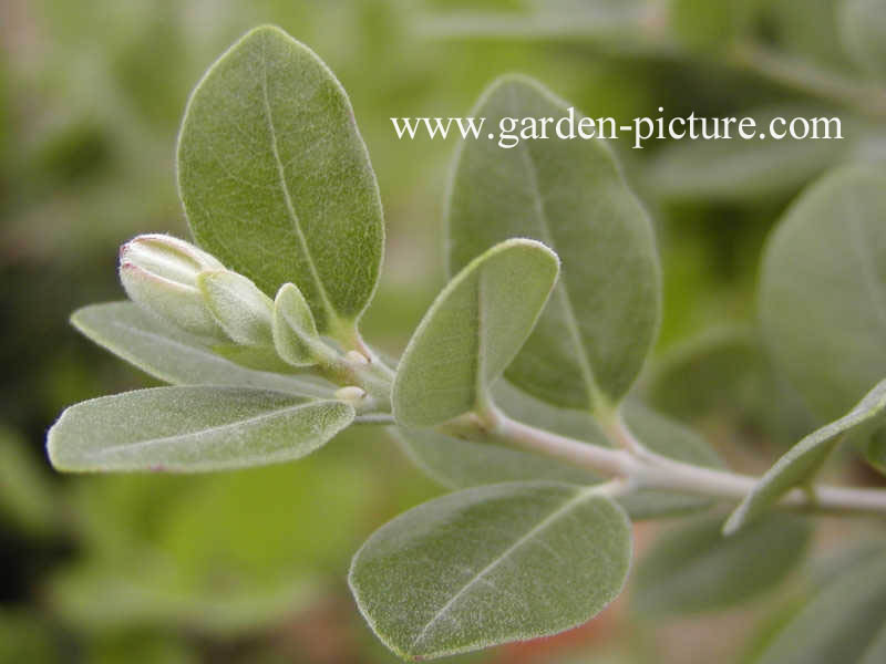 Metrosideros excelsa