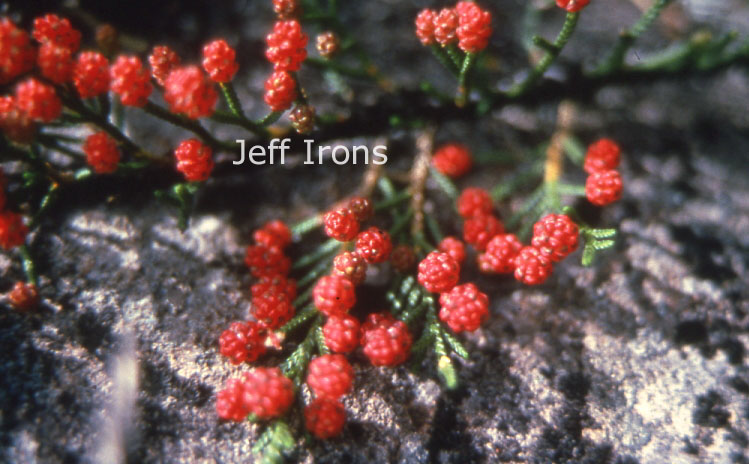 Microcachrys tetragona