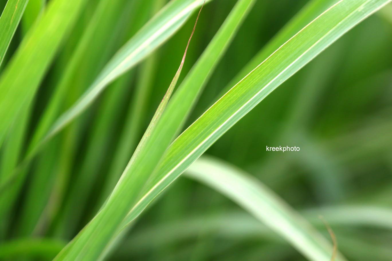 Miscanthus 'Purpurascens'