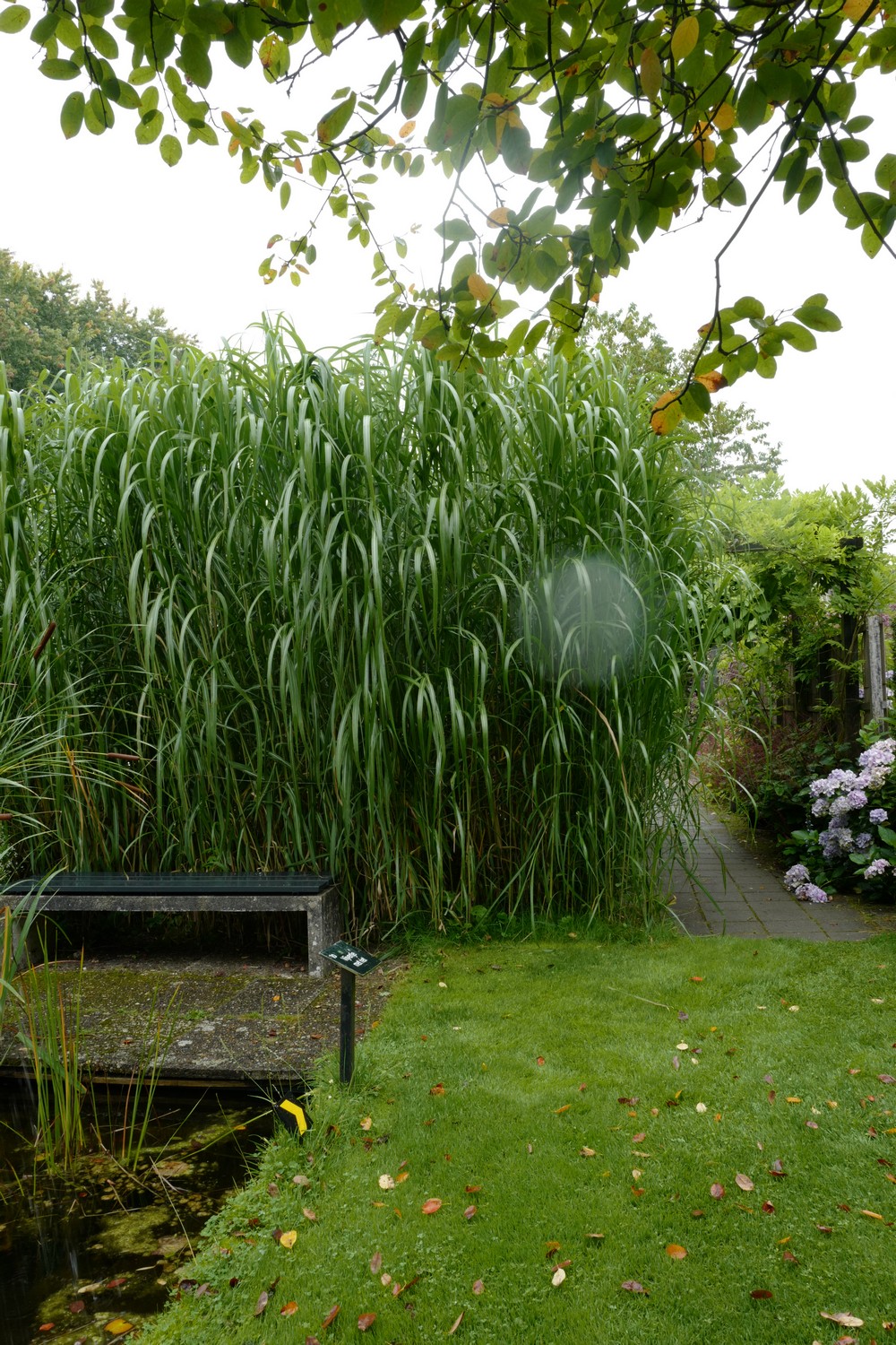 Miscanthus giganteus