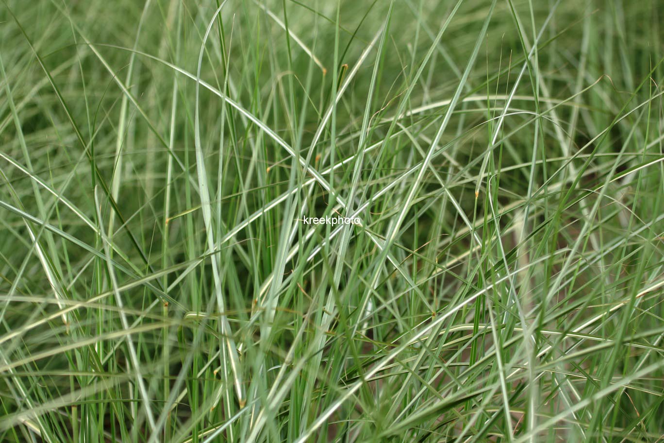 Miscanthus sinensis 'Graziella'