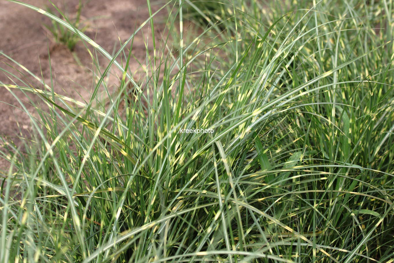 Miscanthus sinensis 'Little Zebra'