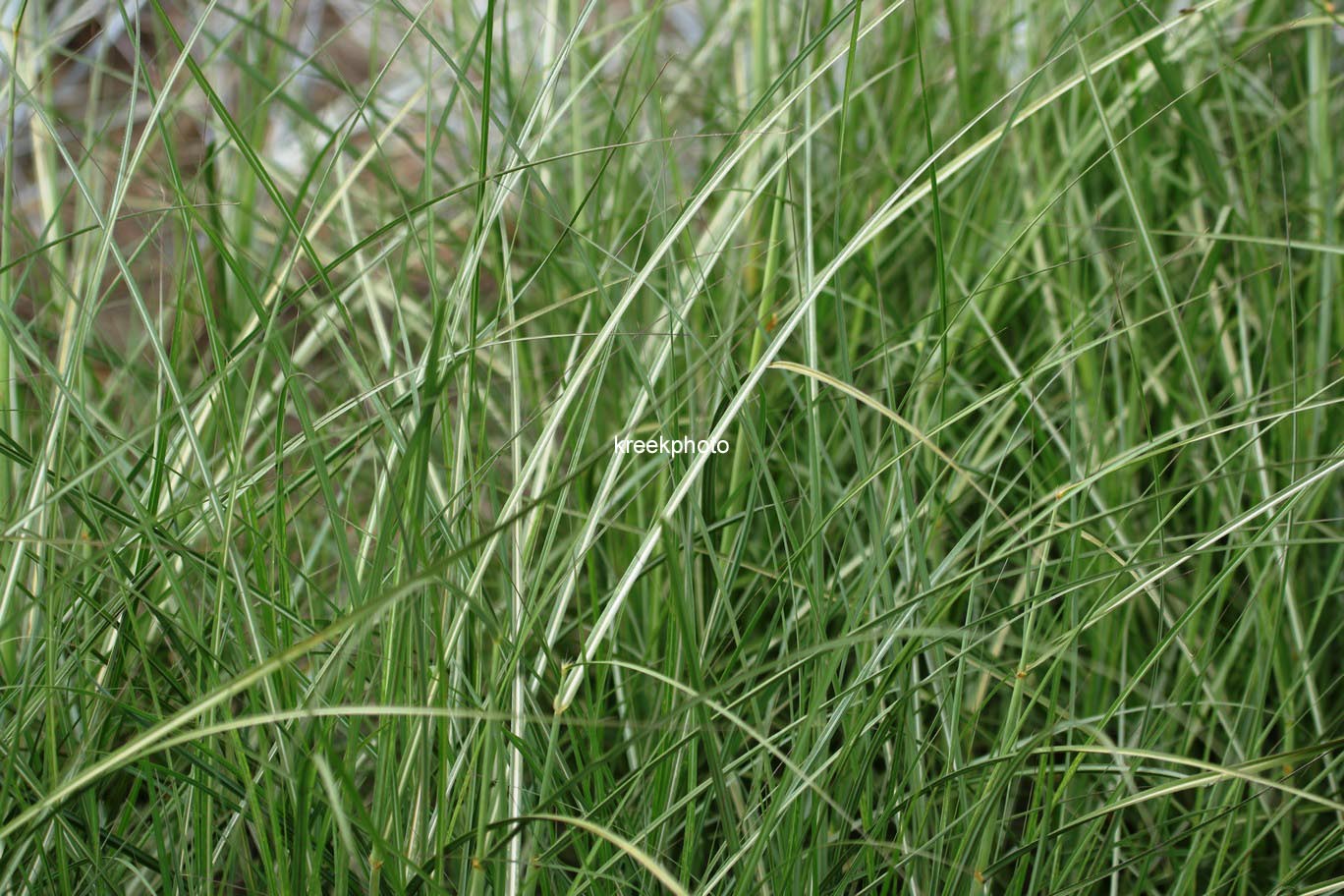 Miscanthus sinensis 'Red Chief'