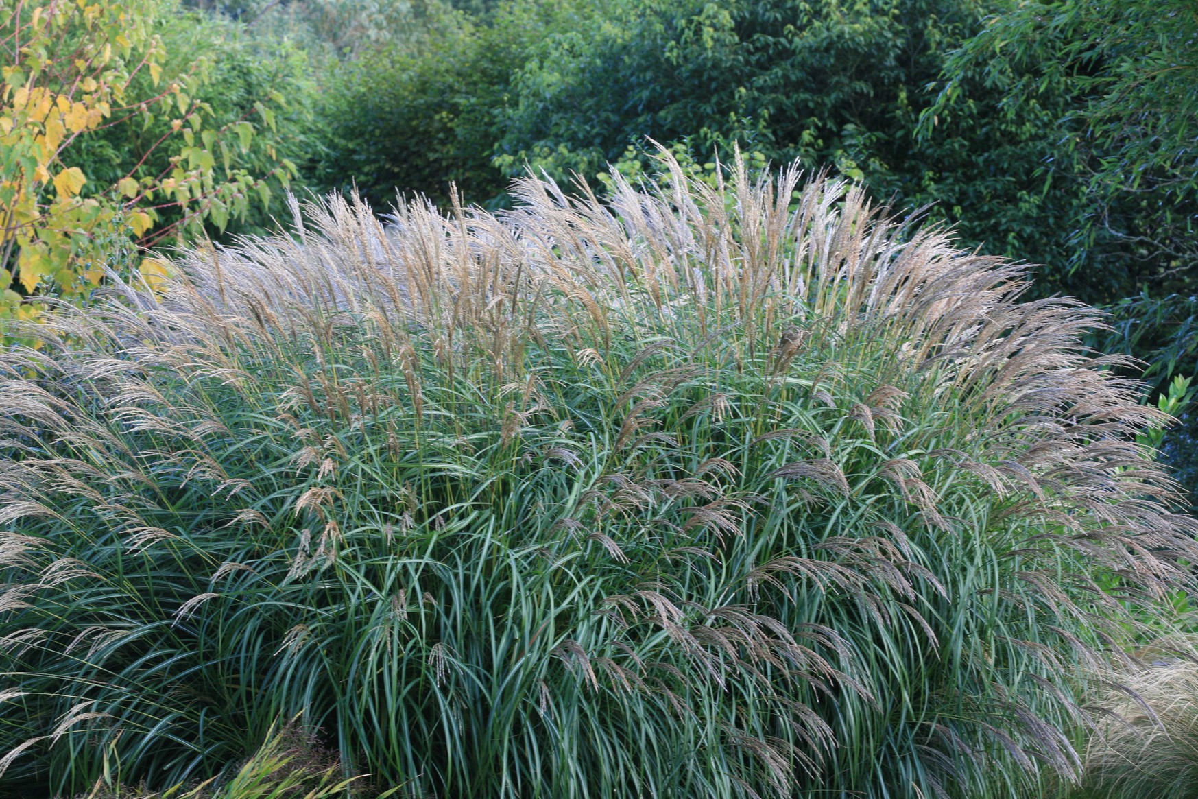 Miscanthus sinensis 'Yaku Jima'