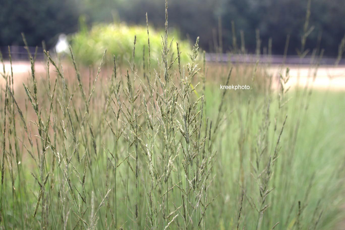 Molinia arundinacea 'Skyracer'