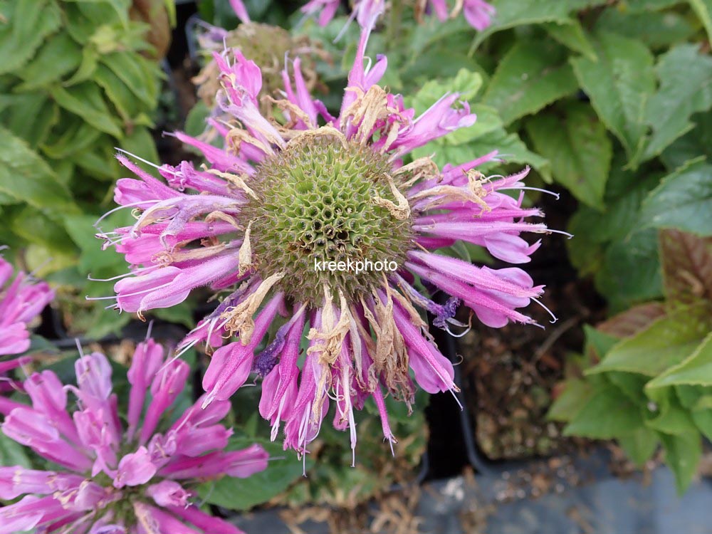 Monarda 'Acpetdel' (PETITE DELIGHT)