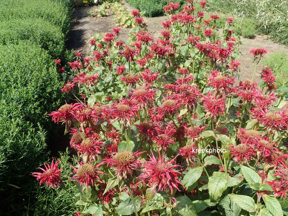 Monarda 'Cambridge Scarlet'