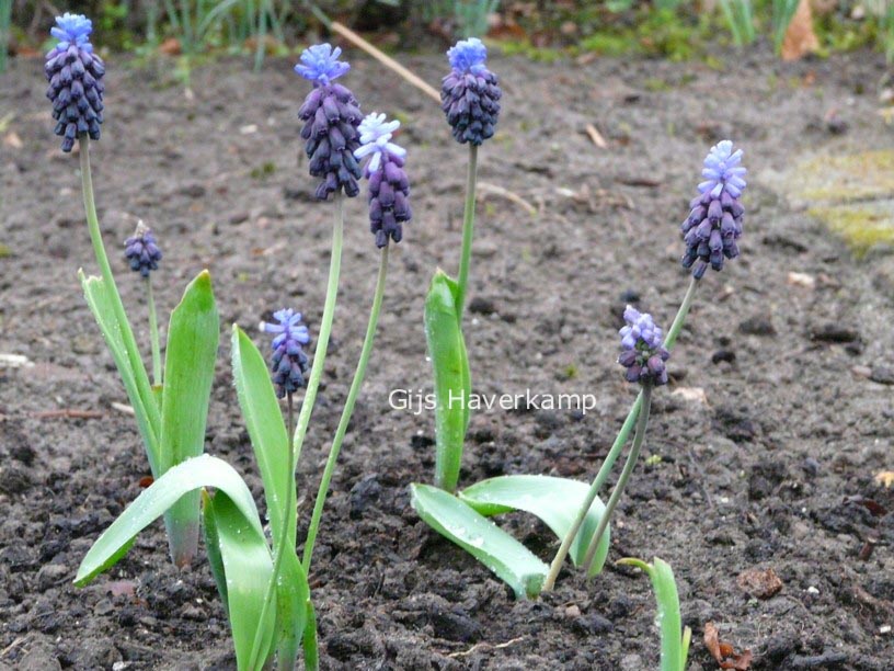 Muscari latifolium