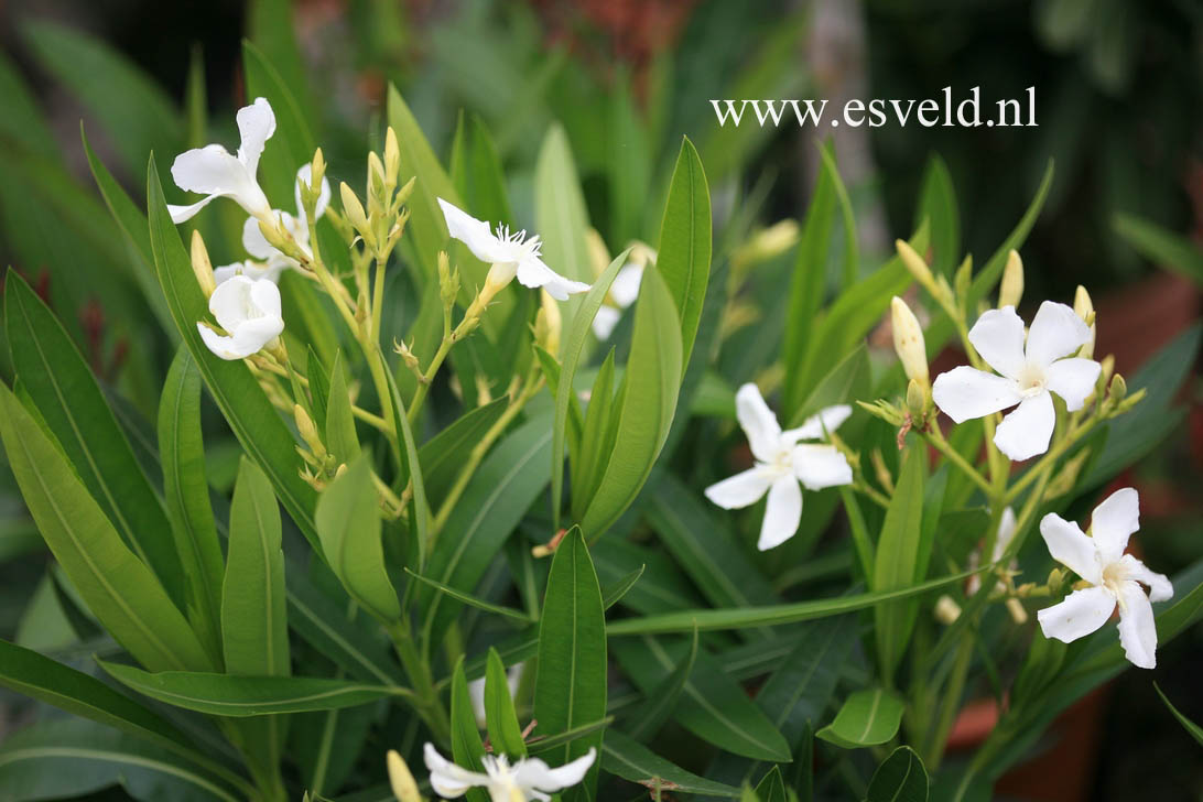 Nerium oleander