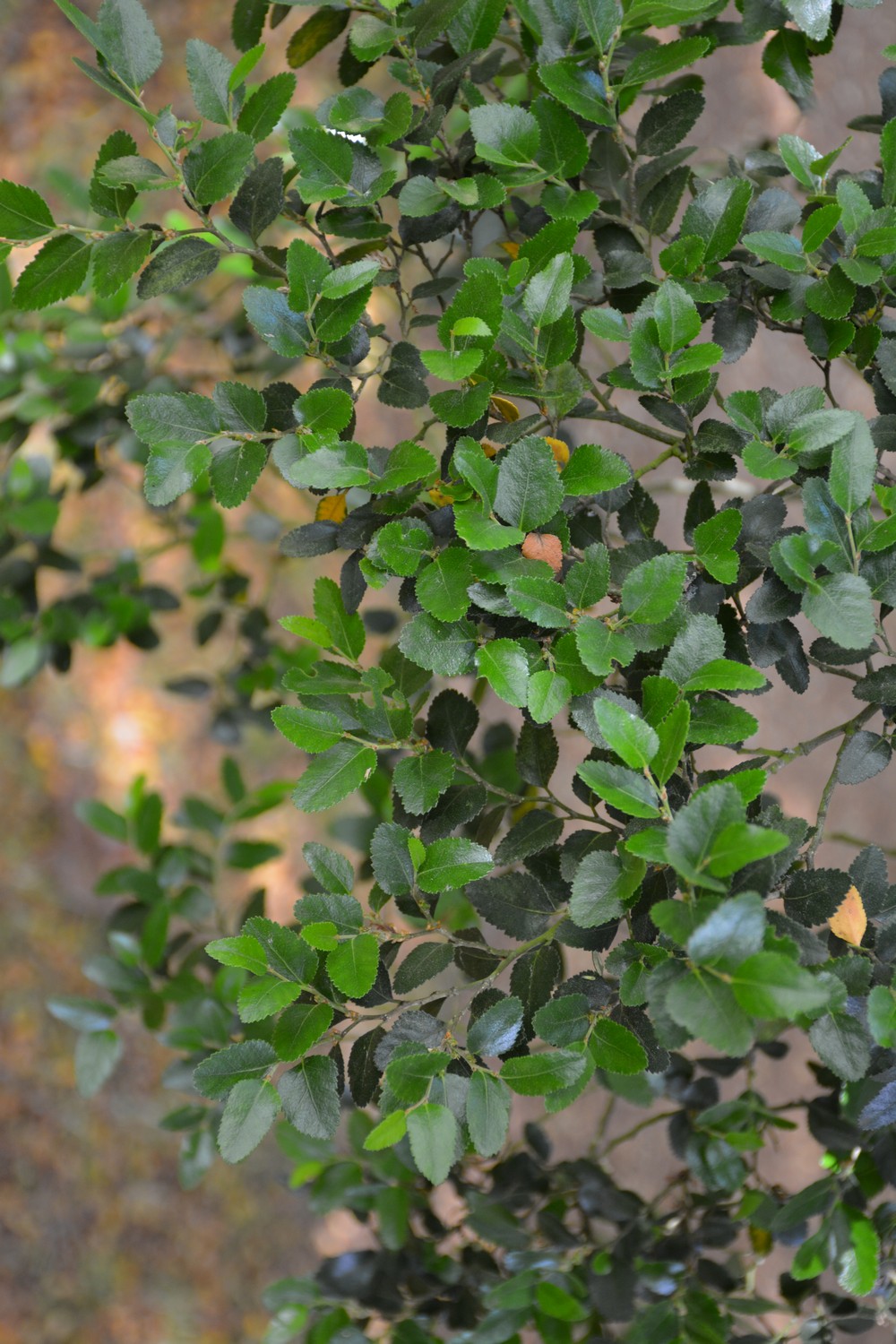 Nothofagus dombeyi