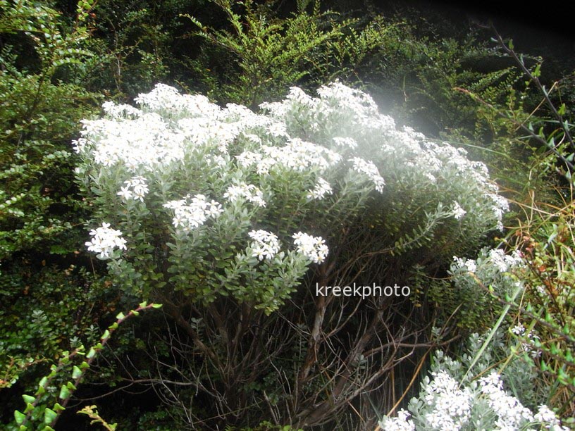 Olearia moschata