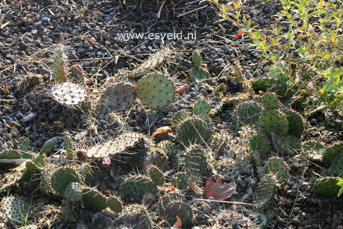 Opuntia humifusa