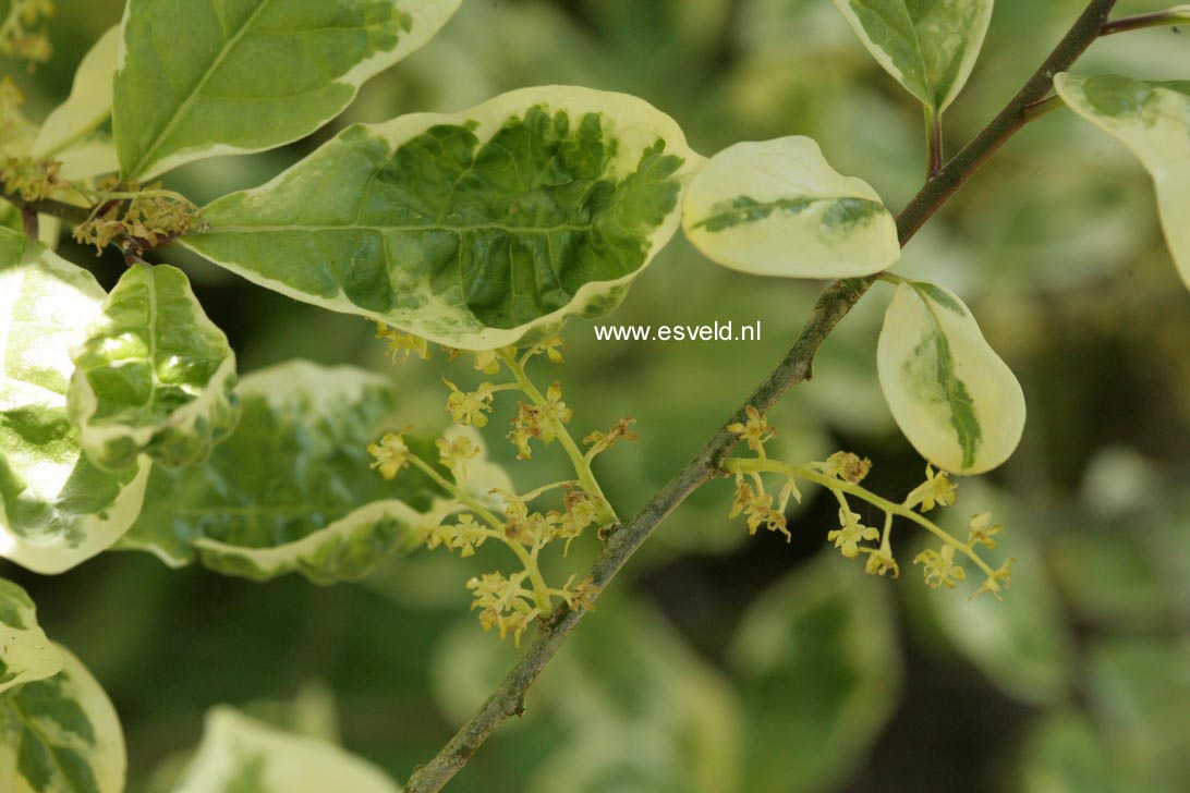 Orixa japonica 'Variegata'