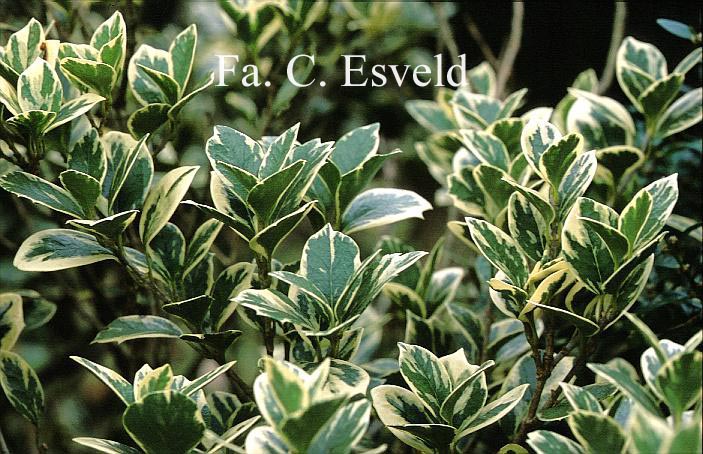 Osmanthus fortunei 'Variegata'