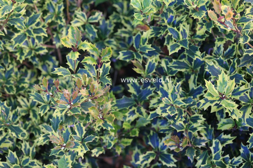 Osmanthus heterophyllus 'Allgold'