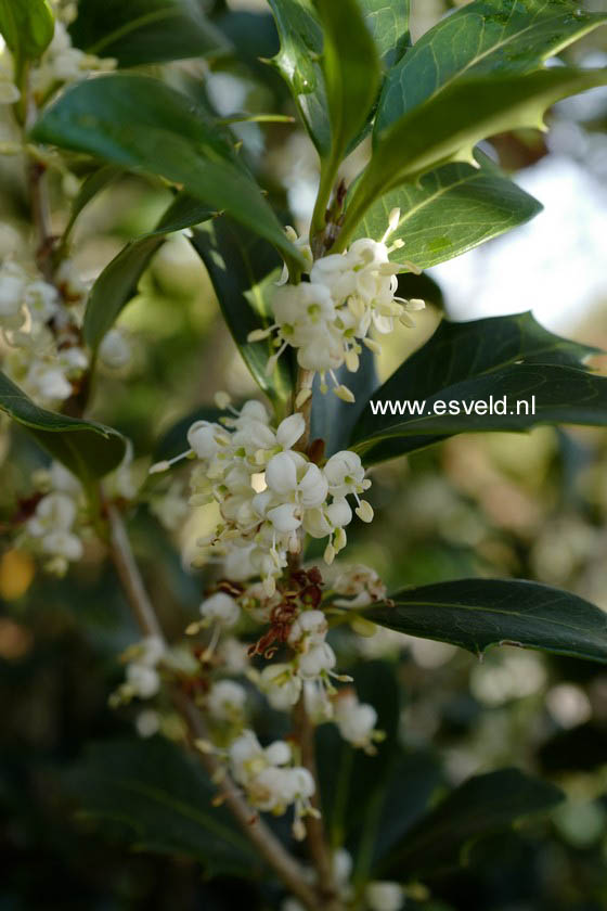 Osmanthus heterophyllus