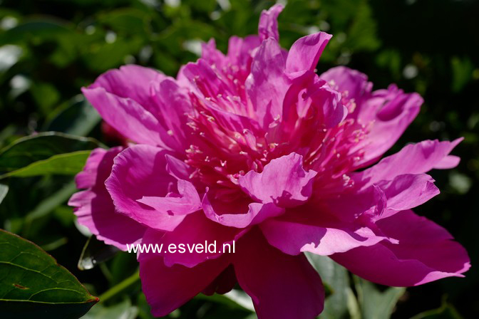 Paeonia 'Alexander Fleming'