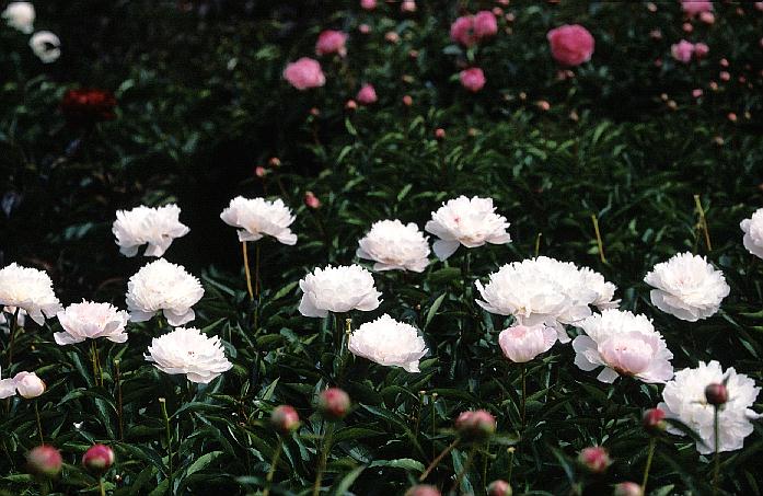 Paeonia 'Mme. Calot'
