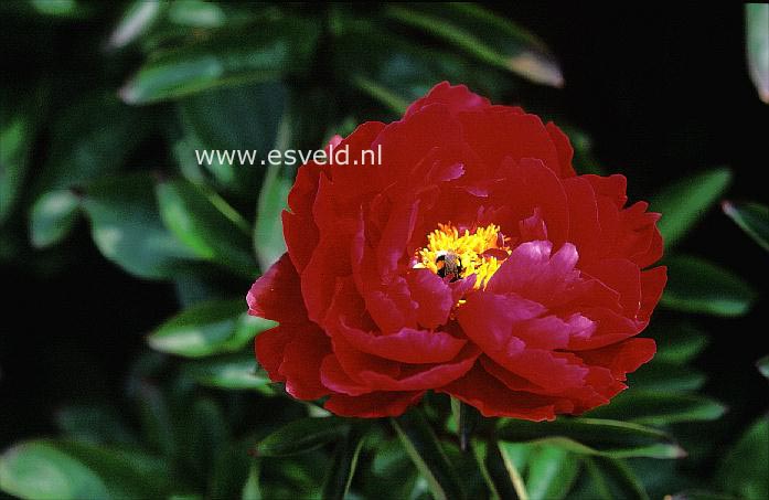 Paeonia 'Red Sarah Bernhard'