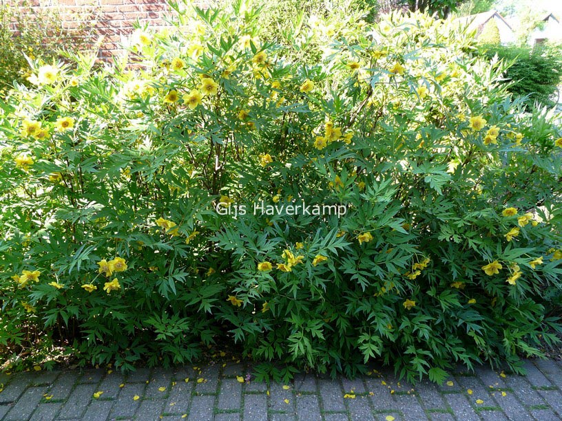 Paeonia lutea 'Yellow Queen'