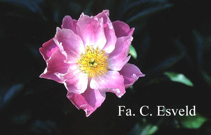 Paeonia mascula