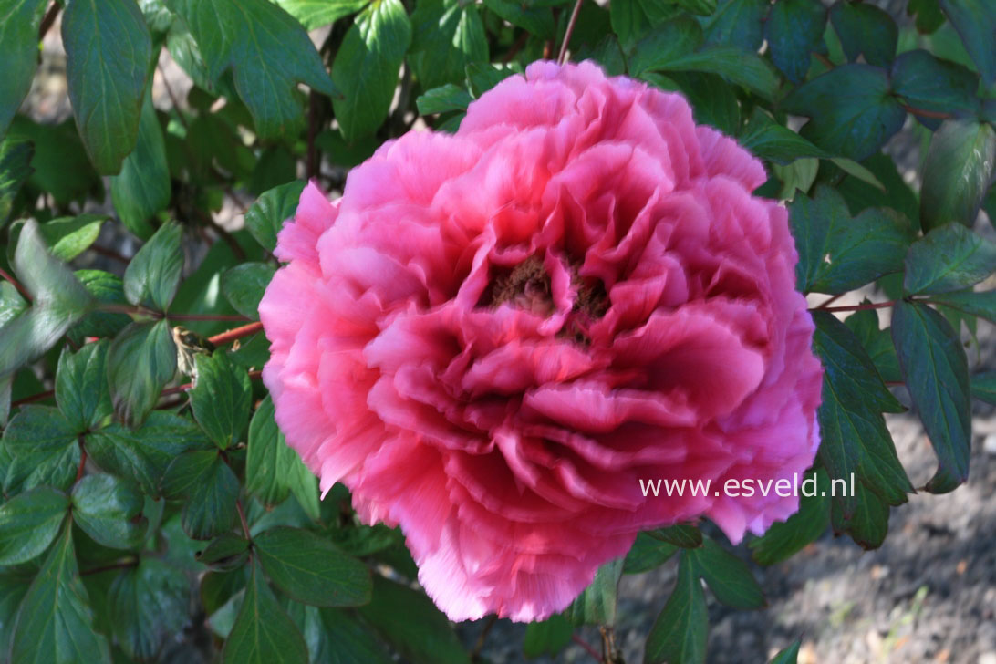 Paeonia suffruticosa (rood)