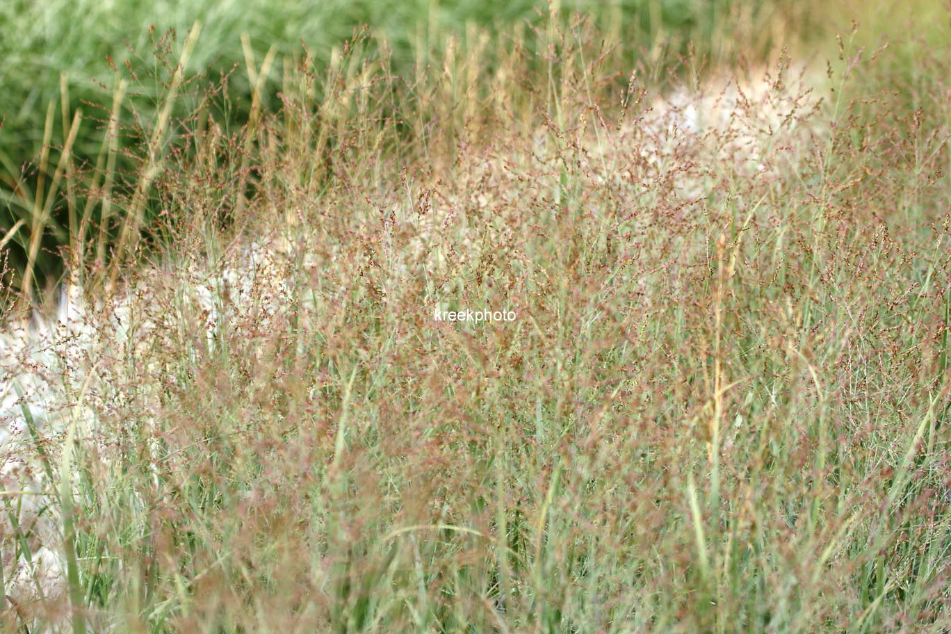 Panicum virgatum 'Heavy Metal'