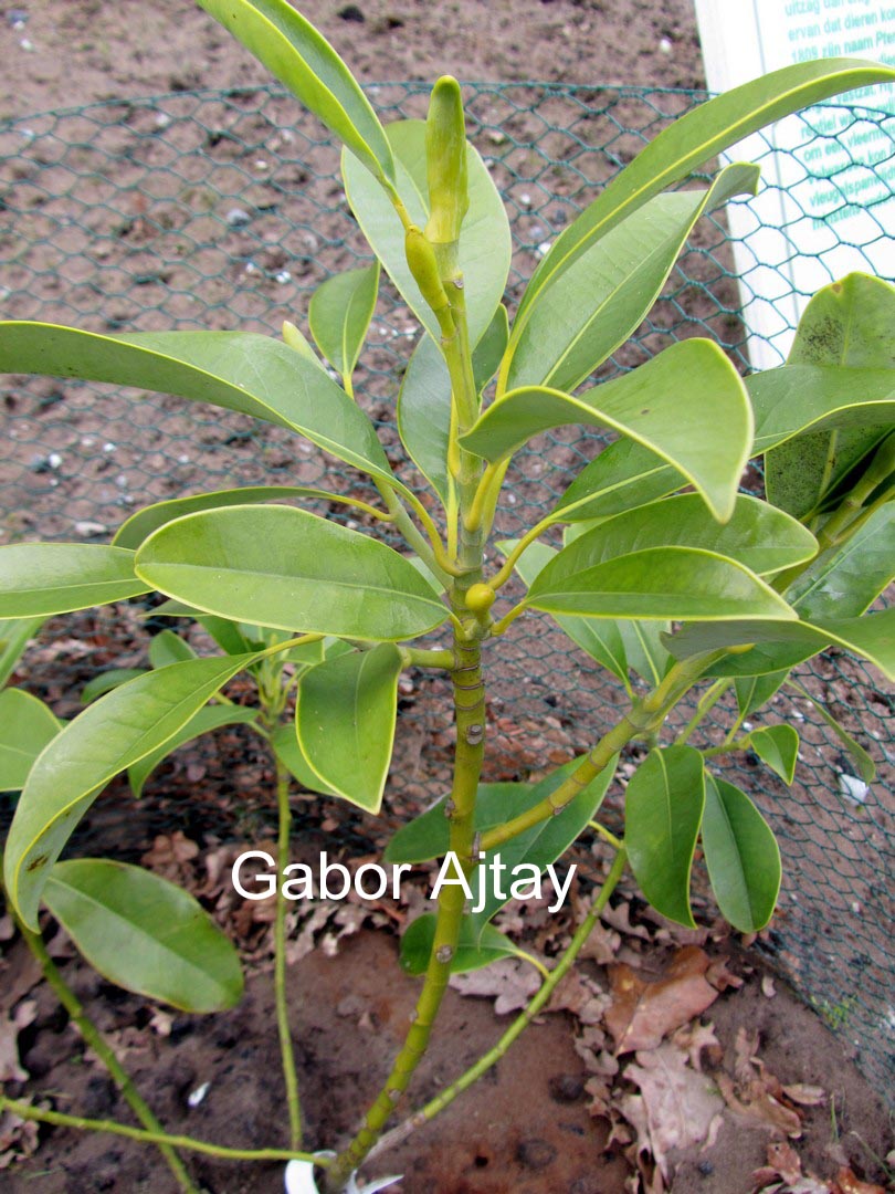 Parakmeria lotungensis