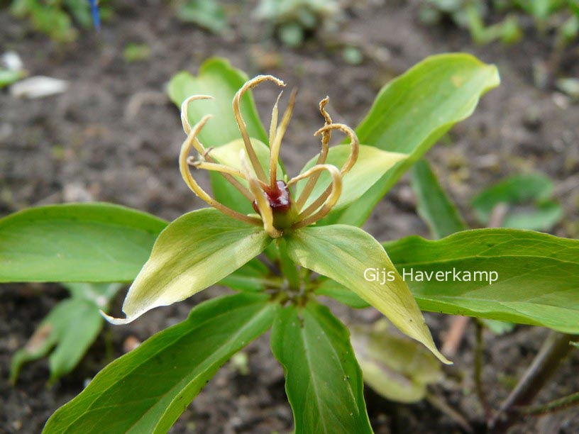 Paris polyphylla