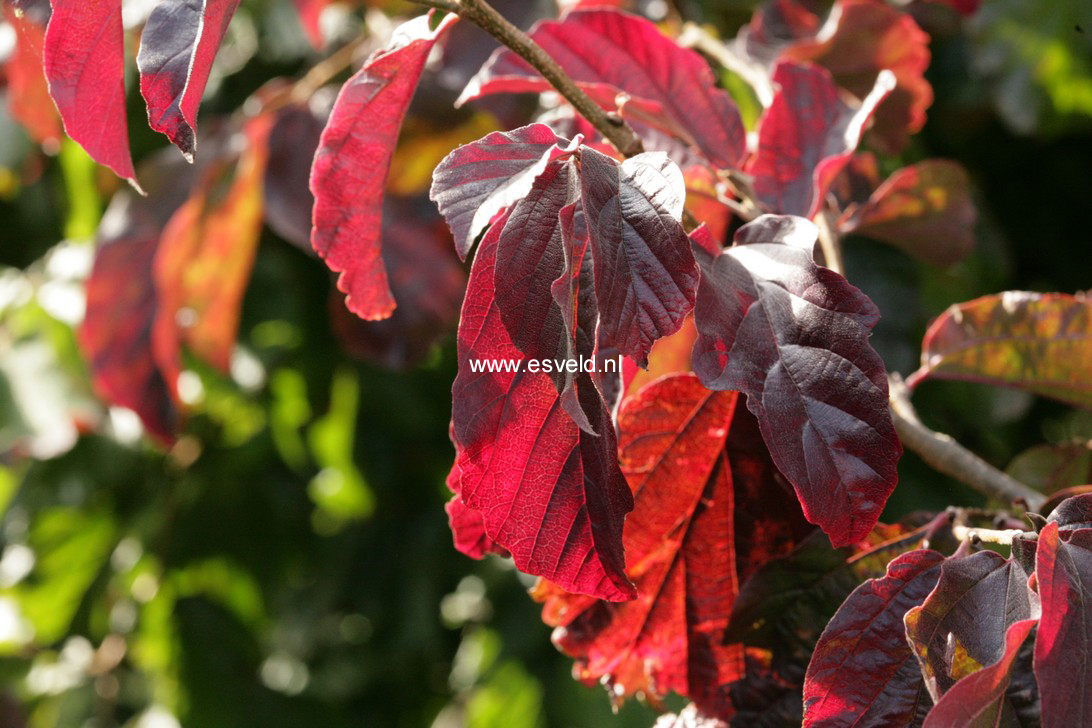 Parrotia persica 'Burgundy'