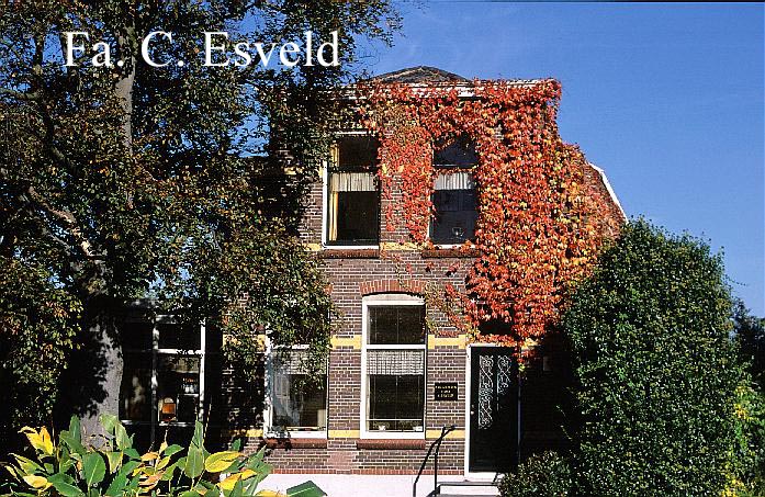 Parthenocissus tricuspidata 'Green Spring'