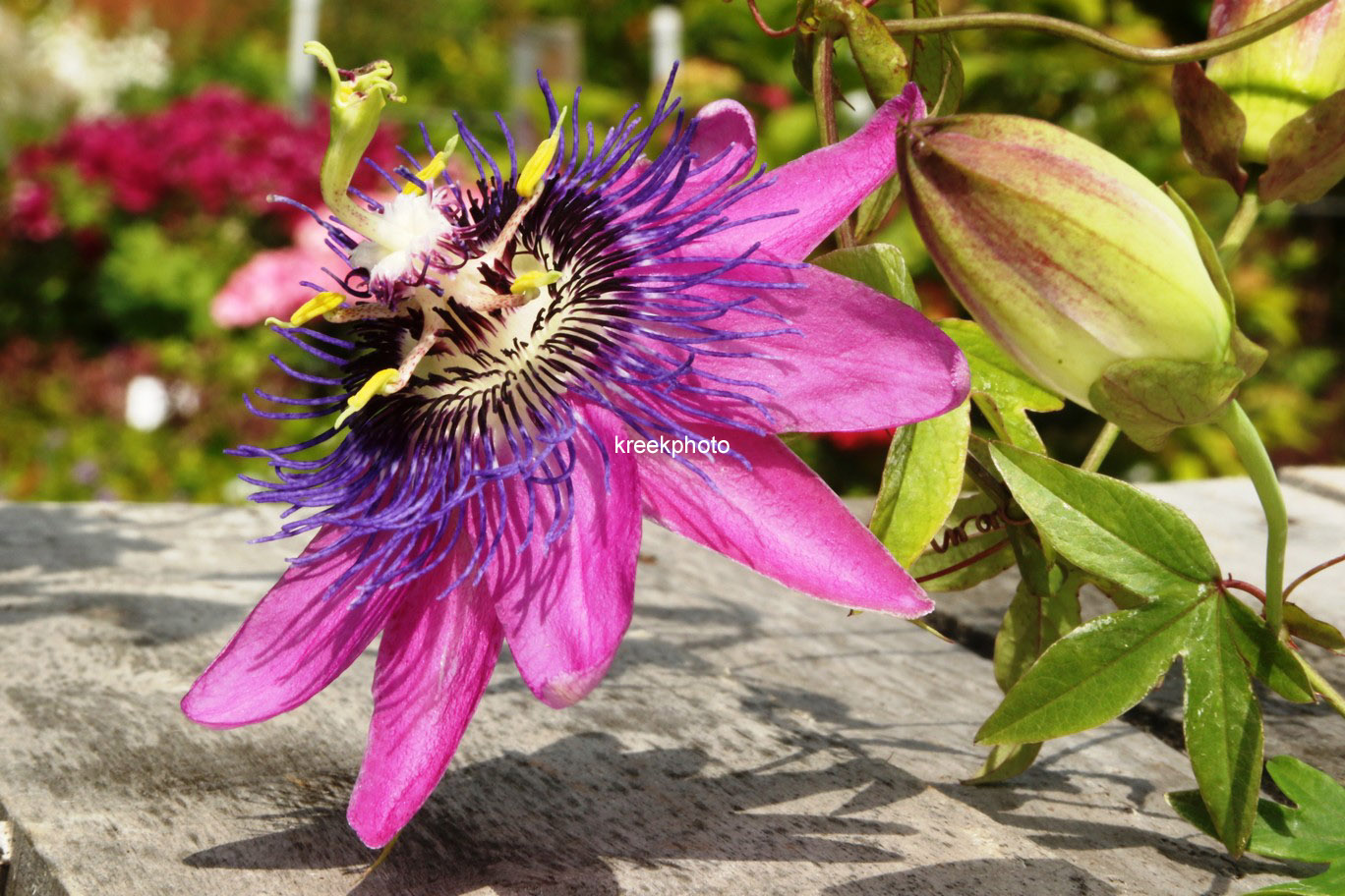 Passiflora 'Amethyst'