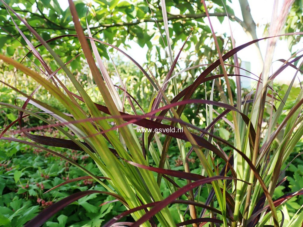 Pennisetum advena 'Rubrum'