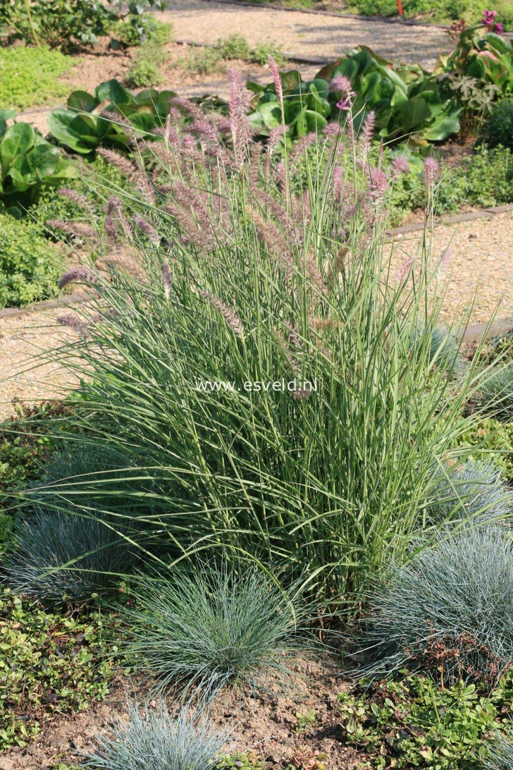 Pennisetum orientale 'Karley Rose'