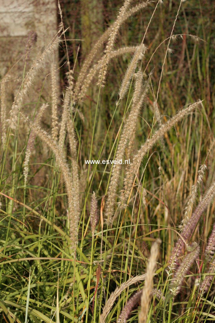 Pennisetum orientale 'Tall Tails'