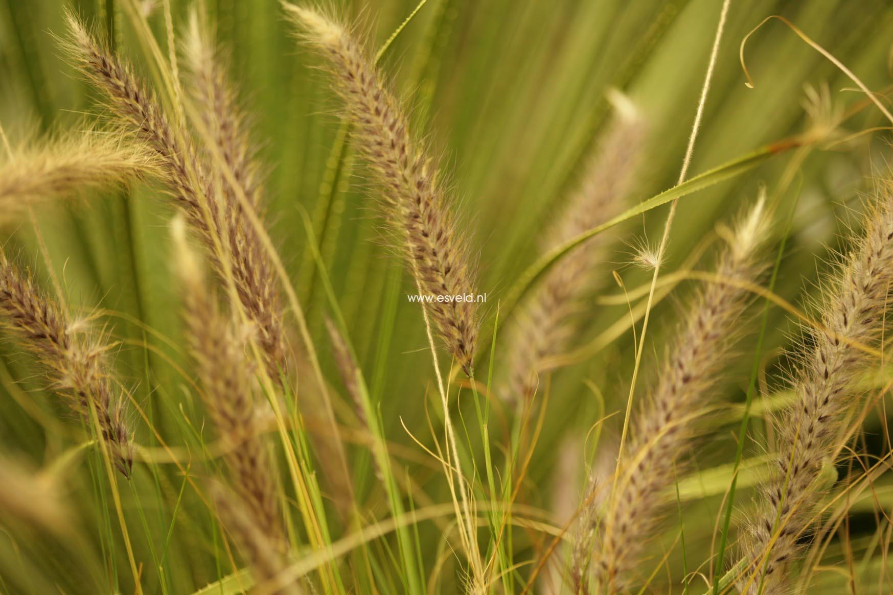 Pennisetum setaceum