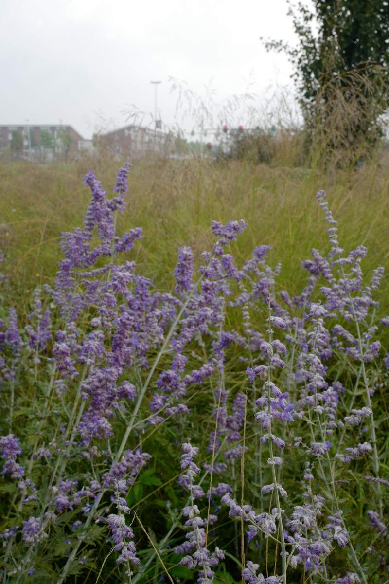Perovskia atriplicifolia