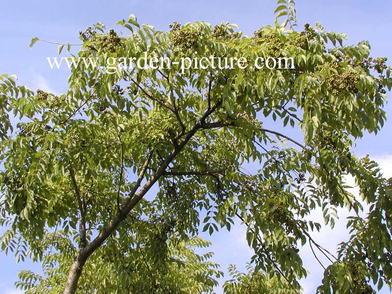 Phellodendron amurense