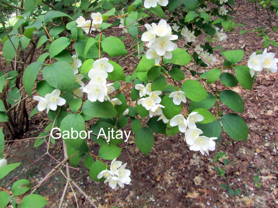 Philadelphus 'Silberregen'