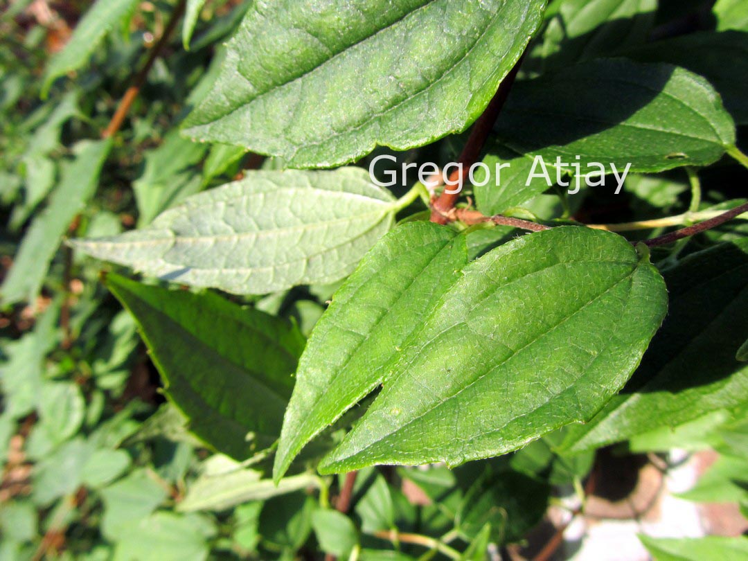 Philadelphus mexicanus