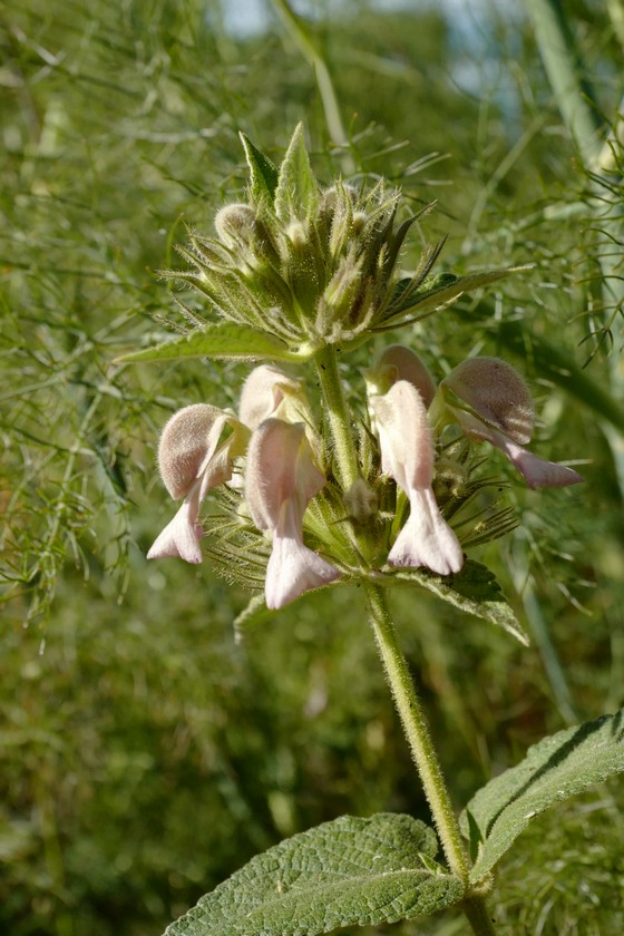 Phlomis samia