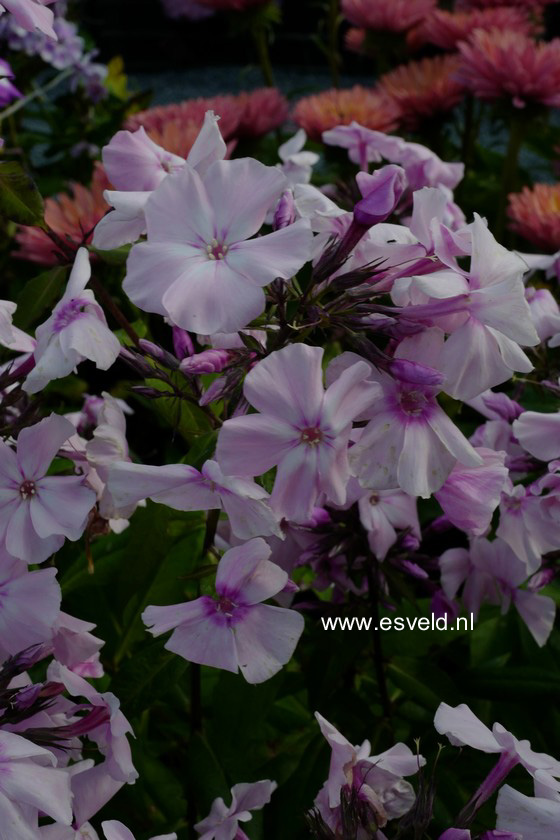 Phlox paniculata 'Rosa Pastell'